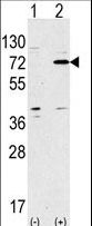 Apg7 / ATG7 Antibody - Western blot of anti-ATG7 Antibody antibody in 293 cell line lysates transiently transfected with the ATG7 gene (2 ug/lane). hAPG7L-P299(arrow) was detected using the purified antibody.