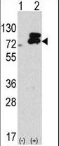 Apg7 / ATG7 Antibody - Western blot of APG7L antibody in 293 cell line lysates transiently transfected with the ATG7 gene(2 ug/lane).