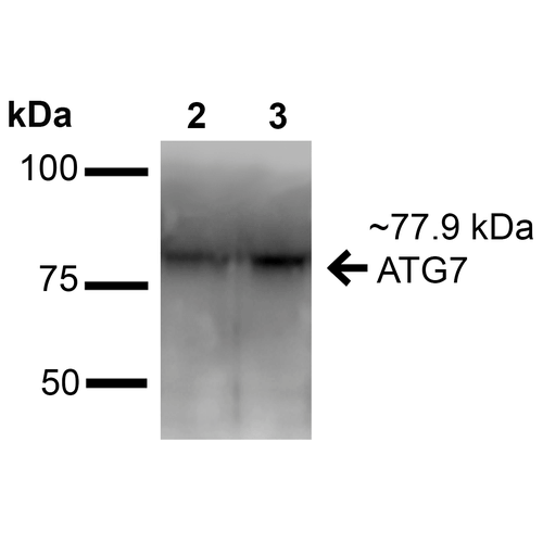 Apg7 / ATG7 Antibody - Western blot analysis of Human Embryonic kidney epithelial cell line (HEK293T) lysate showing detection of ~77.9 kDa ATG7 protein using Rabbit Anti-ATG7 Polyclonal Antibody. Lane 1: Molecular Weight Ladder (MW). Lane 2: Human Embryonic kidney epithelial cell line (HEK293T) lysate. Load: 20 µg. Block: 2% BSA and 2% Skim Milk in 1X TBST. Primary Antibody: Rabbit Anti-ATG7 Polyclonal Antibody  at 1:1000 for 16 hours at 4°C. Secondary Antibody: Goat Anti-Rabbit IgG: HRP at 1:2000 for 60 min at RT. Color Development: ECL solution for 6 min at RT. Predicted/Observed Size: ~77.9 kDa.