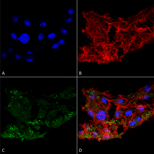 Apg7 / ATG7 Antibody - Immunocytochemistry/Immunofluorescence analysis using Rabbit Anti-ATG7 Polyclonal Antibody. Tissue: Colon carcinoma cell line (RKO). Species: Human. Fixation: 4% Formaldehyde for 15 min at RT. Primary Antibody: Rabbit Anti-ATG7 Polyclonal Antibody  at 1:100 for 60 min at RT. Secondary Antibody: Goat Anti-Rabbit ATTO 488 at 1:100 for 60 min at RT. Counterstain: Phalloidin Texas Red F-Actin stain; DAPI (blue) nuclear stain at 1:1000, 1:5000 for 60 min at RT, 5 min at RT. Localization: Cytoplasm, Preautophagosomal Structure, Organelle membrane. Magnification: 60X. (A) DAPI nuclear stain. (B) Phalloidin Texas Red F-Actin stain. (C) ATG7 Antibody. (D) Composite.