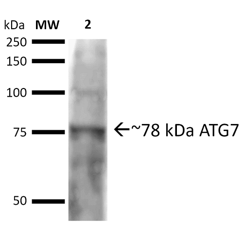 Apg7 / ATG7 Antibody - Western blot analysis of Rat brain cell lysates showing detection of ~77.9 kDa ATG7 protein using Rabbit Anti-ATG7 Polyclonal Antibody. Lane 1: Molecular Weight Ladder (MW). Lane 2: Rat brain cell lysates. Load: 20 µg. Block: 2% BSA and 2% Skim Milk in 1X TBST. Primary Antibody: Rabbit Anti-ATG7 Polyclonal Antibody  at 1:1000 for 16 hours at 4°C. Secondary Antibody: Goat Anti-Rabbit IgG: HRP at 1:2000 for 60 min at RT. Color Development: ECL solution for 6 min at RT. Predicted/Observed Size: ~77.9 kDa.
