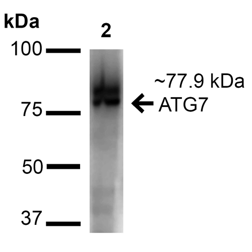 Apg7 / ATG7 Antibody - Western blot analysis of Human Cervical cancer cell line (HeLa) lysate showing detection of ~77.9 kDa ATG7 protein using Rabbit Anti-ATG7 Polyclonal Antibody. Lane 1: Molecular Weight Ladder (MW). Lane 2: Human Cervical cancer cell line (HeLa) lysate. Load: 15 µg. Block: 5% Skim Milk in 1X TBST. Primary Antibody: Rabbit Anti-ATG7 Polyclonal Antibody  at 1:1000 for 60 min at RT. Secondary Antibody: Goat Anti-Rabbit IgG: HRP at 1:2000 for 60 min at RT. Color Development: ECL solution for 6 min at RT. Predicted/Observed Size: ~77.9 kDa.