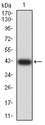 Apg7 / ATG7 Antibody - Western blot analysis using ATG7 mAb against human ATG7 (AA: 558-703) recombinant protein. (Expected MW is 41.9 kDa)