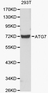 Apg7 / ATG7 Antibody - Western blot of ATG7 pAb in extracts from 293T cells.