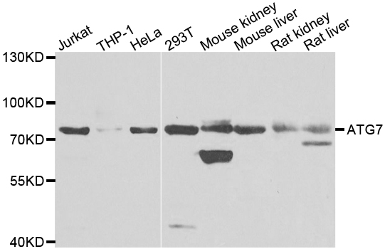 Apg7 / ATG7 Antibody - Western blot analysis of extracts of various cell lines, using ATG7 antibody at 1:1000 dilution. The secondary antibody used was an HRP Goat Anti-Rabbit IgG (H+L) at 1:10000 dilution. Lysates were loaded 25ug per lane and 3% nonfat dry milk in TBST was used for blocking. An ECL Kit was used for detection and the exposure time was 60s.