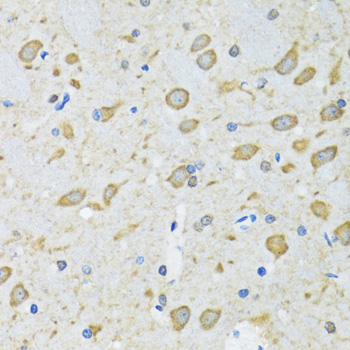 Apg7 / ATG7 Antibody - Immunohistochemistry of paraffin-embedded mouse brain using ATG7 antibodyat dilution of 1:100 (40x lens).