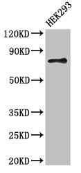 Apg7 / ATG7 Antibody - Western Blot Positive WB detected in: HEK293 whole cell lysate All lanes: ATG7 antibody at 3.5µg/ml Secondary Goat polyclonal to rabbit IgG at 1/50000 dilution Predicted band size: 78, 76, 69 kDa Observed band size: 78 kDa