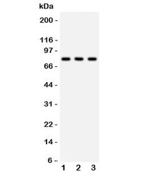 Apg7 / ATG7 Antibody