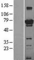 Apg7 / ATG7 Protein - Western validation with an anti-DDK antibody * L: Control HEK293 lysate R: Over-expression lysate