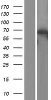 Apg7 / ATG7 Protein - Western validation with an anti-DDK antibody * L: Control HEK293 lysate R: Over-expression lysate