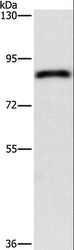 APH / APEH Antibody - Western blot analysis of HeLa cell, using APEH Polyclonal Antibody at dilution of 1:900.