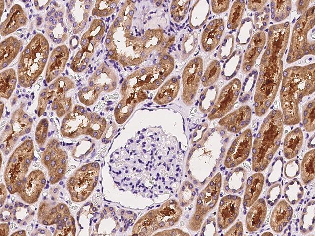 APH / APEH Antibody - Immunochemical staining of human APEH in human kidney with rabbit polyclonal antibody at 1:1000 dilution, formalin-fixed paraffin embedded sections.