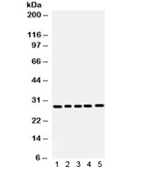 APH1A / APH-1 Antibody