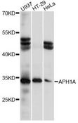 APH1A / APH-1 Antibody - Western blot analysis of extracts of various cell lines, using APH1A antibody at 1:1000 dilution. The secondary antibody used was an HRP Goat Anti-Rabbit IgG (H+L) at 1:10000 dilution. Lysates were loaded 25ug per lane and 3% nonfat dry milk in TBST was used for blocking. An ECL Kit was used for detection and the exposure time was 10s.