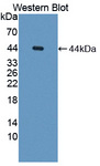 API5 Antibody - Western blot of API5 antibody.