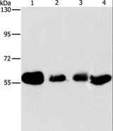 API5 Antibody - Western blot analysis of HeLa, MCF7, A549 and Lovo cell, using API5 Polyclonal Antibody at dilution of 1:500.