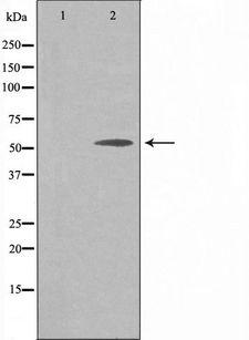 API5 Antibody - Western blot analysis of extracts of 293 cells using API-5 antibody. The lane on the left is treated with the antigen-specific peptide.