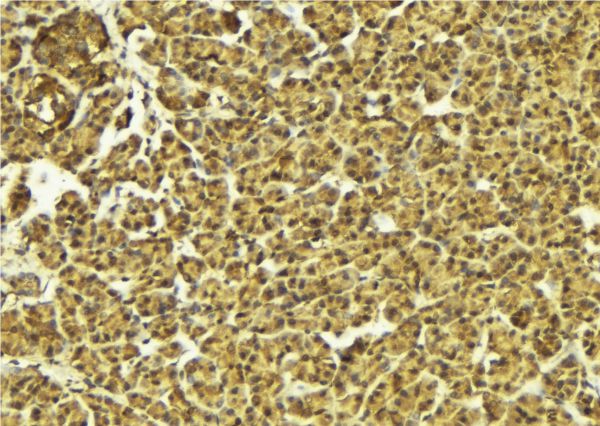 API5 Antibody - 1:100 staining mouse pancreas tissue by IHC-P. The sample was formaldehyde fixed and a heat mediated antigen retrieval step in citrate buffer was performed. The sample was then blocked and incubated with the antibody for 1.5 hours at 22°C. An HRP conjugated goat anti-rabbit antibody was used as the secondary.
