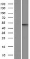 API5 Protein - Western validation with an anti-DDK antibody * L: Control HEK293 lysate R: Over-expression lysate