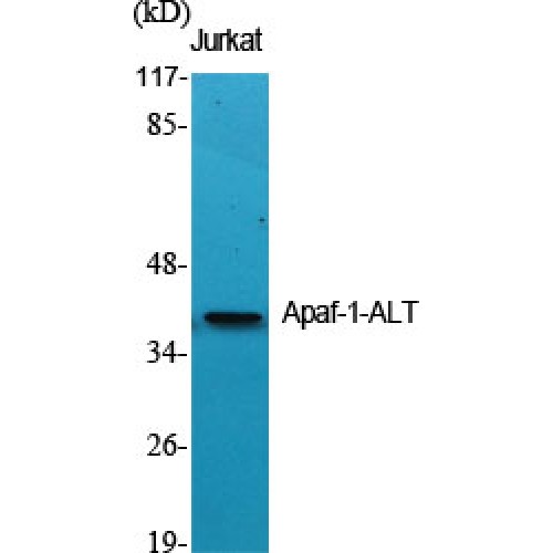 APIP Antibody - Western blot of Apaf-1-ALT antibody