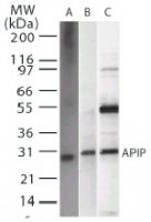 APIP Antibody - Western blot of APIP2 in A) recombinant protein, B) HeLa, and C) 293 whole cell lysate using antibody at 2 ug/ml.