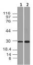 APIP Antibody - Fig-1: Western blot analysis of APIP. Anti-APIP antibody was used at 4 µg/ml on K562 and hTestis lysates.