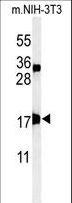 APITD1 Antibody - Western blot of APITD1 Antibody in mouse NIH-3T3 cell line lysates (35 ug/lane). APITD1 (arrow) was detected using the purified antibody.