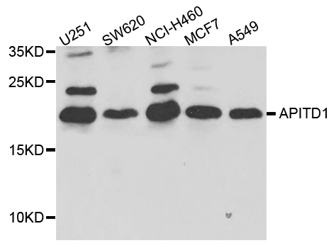 APITD1 Antibody - Western blot analysis of extract of various cells.