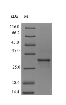 Api g 1, Isoallergen 2 Protein - (Tris-Glycine gel) Discontinuous SDS-PAGE (reduced) with 5% enrichment gel and 15% separation gel.