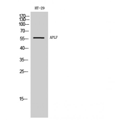 APLF / PALF Antibody - Western blot of APLF antibody
