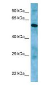 APLF / PALF Antibody - APLF / PALF antibody Western Blot of PANC1.  This image was taken for the unconjugated form of this product. Other forms have not been tested.