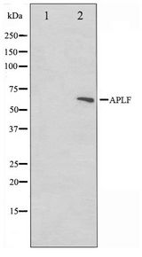 APLF / PALF Antibody - Western blot of rat heart cell lysate using APLF Antibody