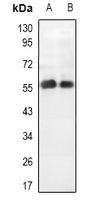 APLF / PALF Antibody - Western blot analysis of PALF expression in HT29 (A), rat heart (B) whole cell lysates.