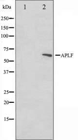 APLF / PALF Antibody - Western blot analysis on rat heart cell lysates using APLF antibody. The lane on the left is treated with the antigen-specific peptide.