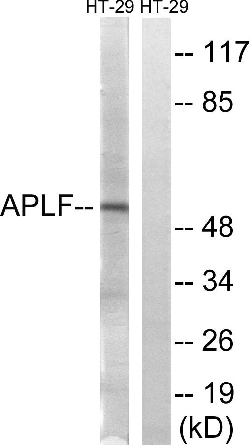 APLF / PALF Antibody - Western blot analysis of extracts from HT-29 cells, using APLF (Ab-116) antibody.