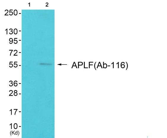 APLF / PALF Antibody - Western blot analysis of extracts from 3T3 cells, using APLF (Ab-116) antibody.