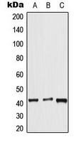 APLNR/ Apelin Receptor / APJ Antibody - Western blot analysis of APJ expression in HeLa (A); mouse lung (B); rat liver (C) whole cell lysates.