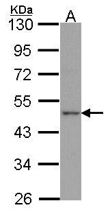 APLNR/ Apelin Receptor / APJ Antibody - Sample (30 ug of whole cell lysate). A: H1299. 10% SDS PAGE. Apelin receptor antibody. APLNR antibody diluted at 1:1000. 