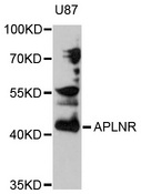 APLNR/ Apelin Receptor / APJ Antibody - Western blot analysis of extracts of U87 cells.