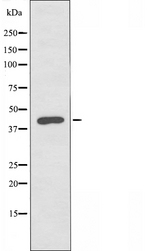 APLNR/ Apelin Receptor / APJ Antibody - Western blot analysis of extracts of 293 cells using AGTRL1 antibody.