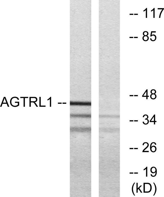 APLNR/ Apelin Receptor / APJ Antibody - Western blot analysis of extracts from 293 cells, using AGTRL1 antibody.