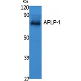 APLP1 / APLP-1 Antibody - Western blot of APLP-1 antibody