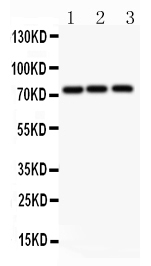 APLP1 / APLP-1 Antibody - Anti-APLP1 antibody, Western blotting All lanes: Anti APLP1 at 0.5ug/ml Lane 1: HELA Whole Cell Lysate at 40ugLane 2: PC-12 Whole Cell Lysate at 40ugLane 3: HEPA Whole Cell Lysate at 40ugPredicted bind size: 72KD Observed bind size: 72KD