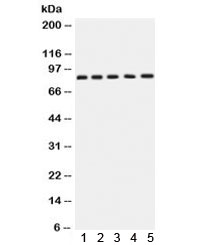 APLP1 / APLP-1 Antibody