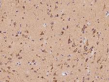 APLP1 / APLP-1 Antibody - Immunochemical staining of human APLP1 in human brain with rabbit polyclonal antibody at 1:100 dilution, formalin-fixed paraffin embedded sections.