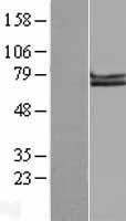 APLP1 / APLP-1 Protein - Western validation with an anti-DDK antibody * L: Control HEK293 lysate R: Over-expression lysate