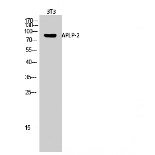 APLP2 Antibody - Western blot of APLP-2 antibody