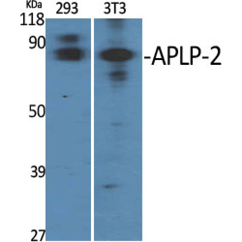 APLP2 Antibody - Western blot of APLP-2 antibody