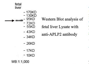 APLP2 Antibody