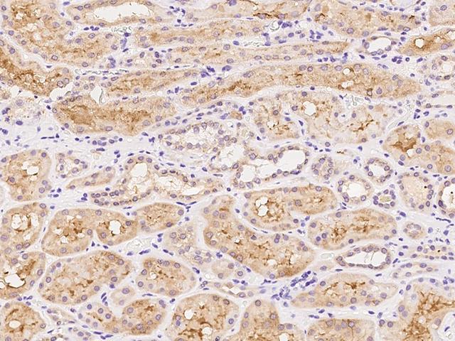 APLP2 Antibody - Immunochemical staining of human APLP2 in human kidney with rabbit polyclonal antibody at 1:100 dilution, formalin-fixed paraffin embedded sections.